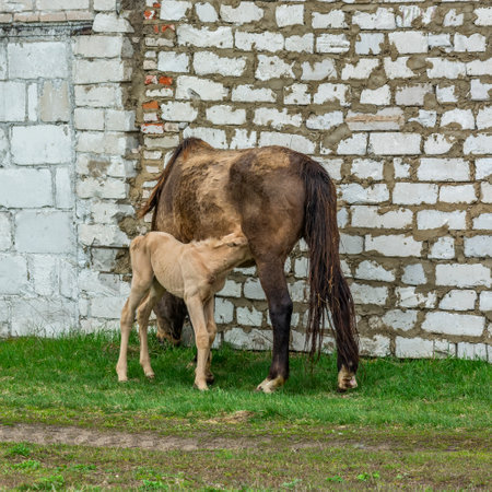 Mare and foal on the background of a white brick wallの写真素材