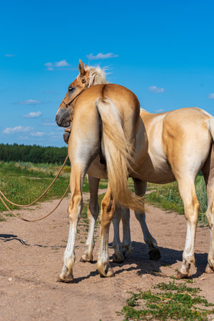 A pair of friendly horses on the field close-up.の写真素材