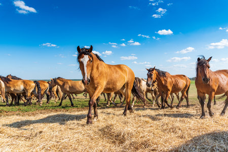 Herd of horses galloping across the field.の写真素材