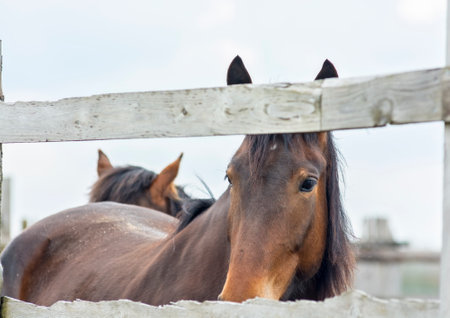 Horses in the paddock on a sunny day. Selective focusの写真素材