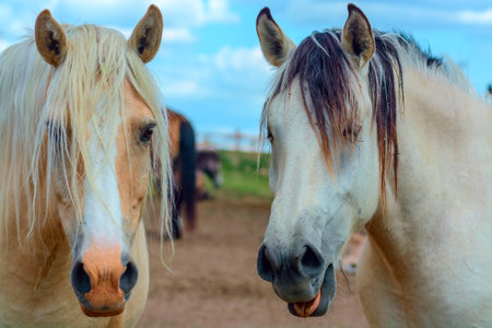 Horses in the paddock on a background of blue sky.の写真素材