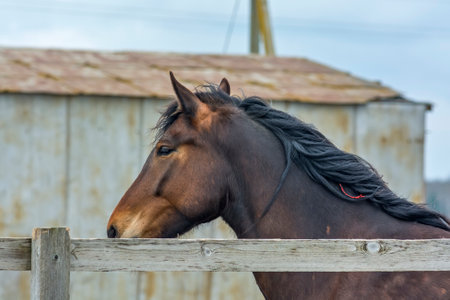 Portrait of a horse in the corral on a sunny dayの写真素材