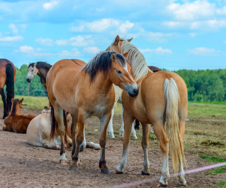 Horses in a meadow on a sunny day in the summerの写真素材