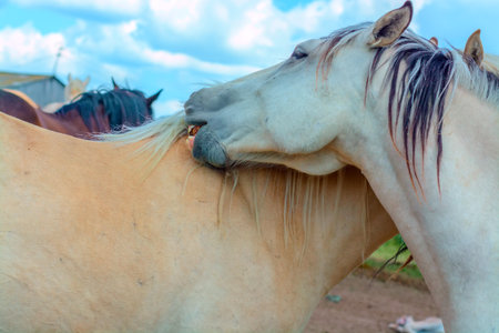 Horses in the field, close-up of the head.の写真素材