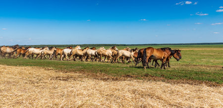 Herd of horses galloping across the field.の写真素材