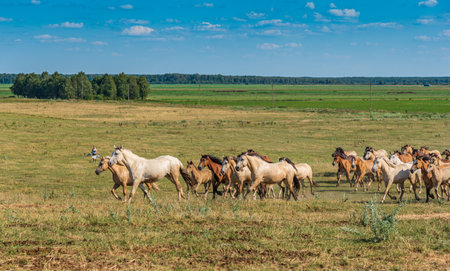 Herd of horses galloping across the field.の写真素材