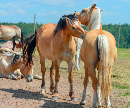 Herd of horses grazing in a field on a sunny summer dayの写真素材