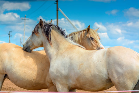horses in the paddock on a background of blue sky with cloudsの写真素材