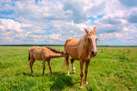 Horse and foal in a sunny meadow in springtimeの写真素材