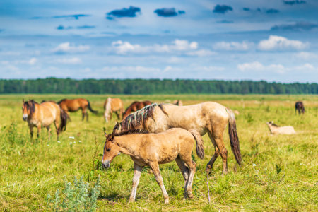 Herd of horses grazing on the field.の写真素材
