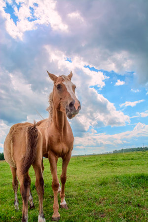 Horse in a meadow on a background of blue sky with cloudsの写真素材