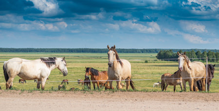 Herd of horses grazing on the field.の写真素材