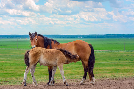 Horse and foal on the green meadow in spring.の写真素材