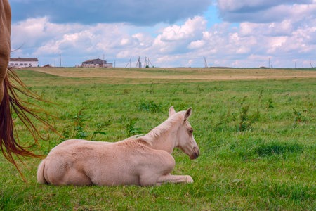 Little foal lying on the green meadow with blue sky backgroundの写真素材