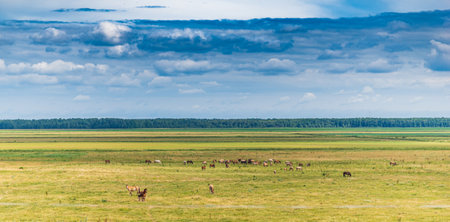 Herd of horses grazing on the field.の写真素材