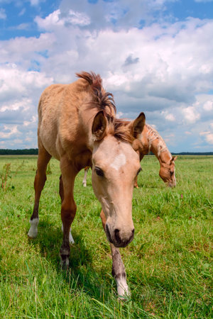 Foal with a mare on a green meadow in summerの写真素材