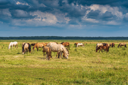Herd of horses grazing on the field.の写真素材