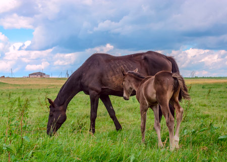Mare and foal on a green meadow in summer dayの写真素材