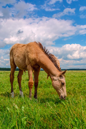 Foal on a summer pasture under a blue sky with cloudsの写真素材