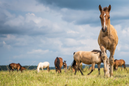 Herd of horses grazing on the field.の写真素材