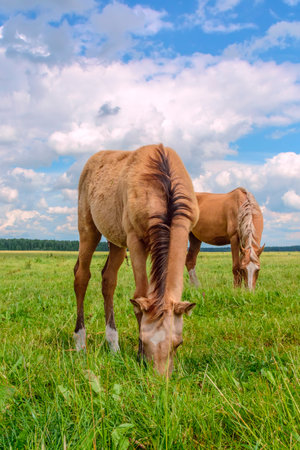 Horses grazing on a green meadow under a blue cloudy skyの写真素材