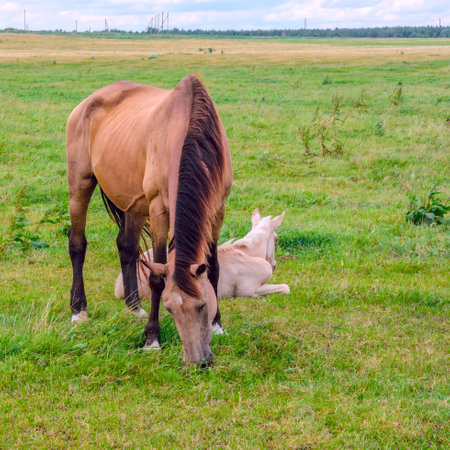 Horse and foal grazing on a green meadow in summerの写真素材