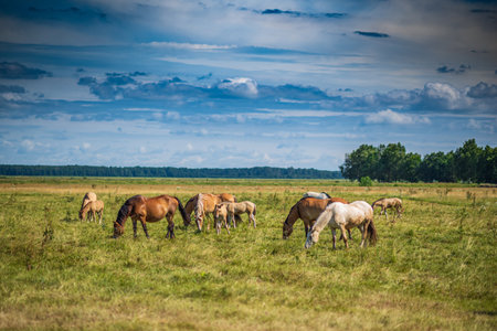 Herd of horses grazing on the field.の写真素材