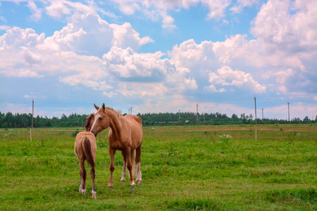 Horses in a meadow on a background of blue sky with cloudsの写真素材