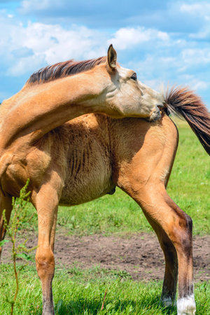 Foal on a summer pasture in a sunny day, close-upの写真素材