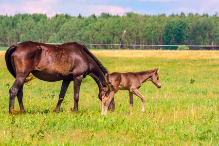Foal with a mare on a green meadow in summerの写真素材