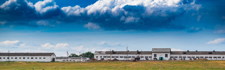 Herd of horses grazing on the field.の写真素材