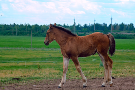 Foal on a green meadow in the summer in the villageの写真素材
