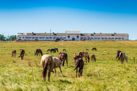 Herd of horses grazing on the field.の写真素材