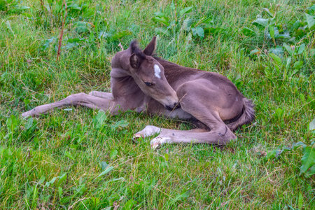 Foal lying on the grass in the meadow. Summerの写真素材