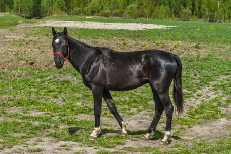 Black horse on a green meadow with yellow flowers in the summerの写真素材