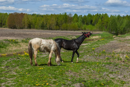 Horses on a green meadow in the spring, Russia.の写真素材