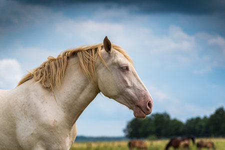 Portrait of a horse close up. Photographed in the open air.の写真素材