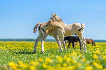 Foal with a mare on a sunny meadow in springの写真素材
