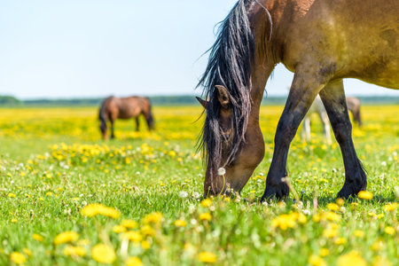 A horse in the pasture eats grass, in summer in sunny weather. It is photographed close-up.の写真素材