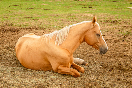 Horse in the paddock on a sunny day. Animal portraitの写真素材