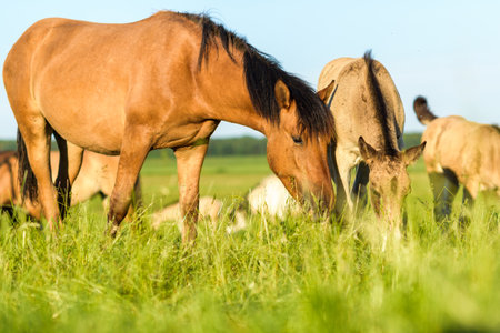 A horse in the pasture eats grass, in summer in sunny weather. It is photographed close-up.の写真素材