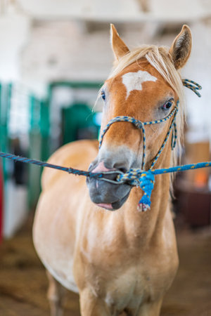 Horse on a leash in the stable.の写真素材