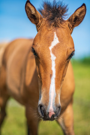 Close-up portrait of a village foal with a blurred background.の写真素材