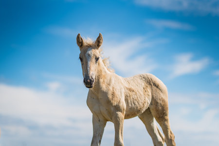 Young foal frolics on the field.の写真素材
