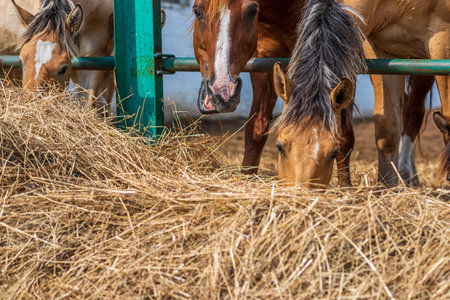 Horses on the farm eat hay. Photographed close up.の写真素材