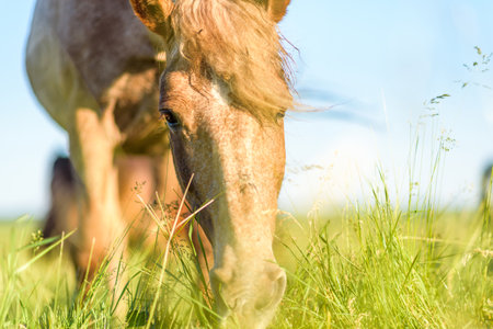 A horse in the pasture eats grass, in summer in sunny weather. It is photographed close-up.