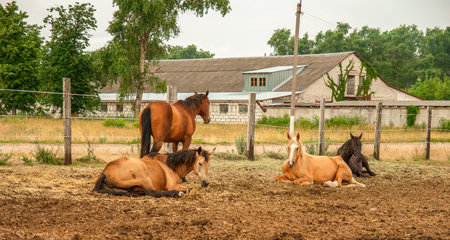 Herd of horses in the paddock on a summer day.の写真素材