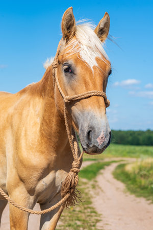 Portrait of a horse close up. Photographed on the ranch.の写真素材