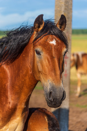 Portrait of a horse close up. Photographed in the open air.の写真素材