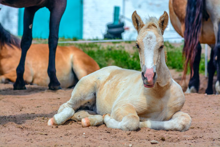 Foal lying on the sand in the park, Thailand.の写真素材